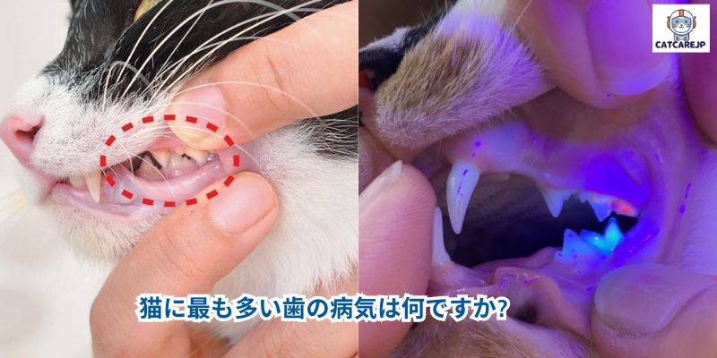 猫に最も多い歯の病気は何ですか?