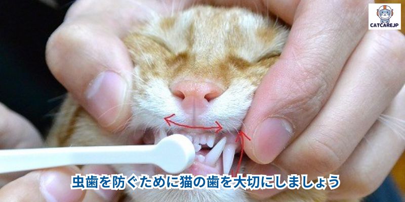 虫歯を防ぐために猫の歯を大切にしましょう