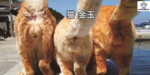 猫 金玉