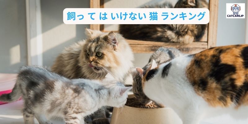 飼っ て は いけない 猫 ランキング