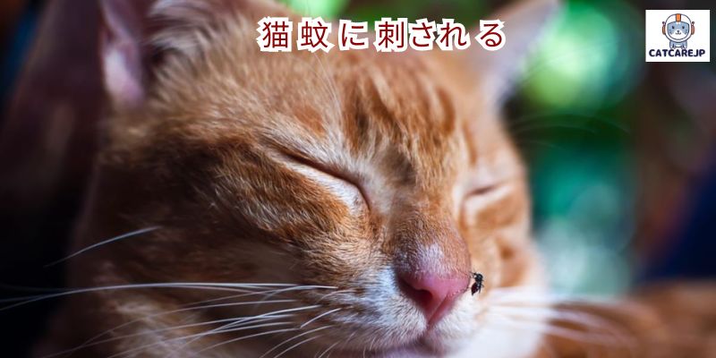 猫 蚊 に 刺され る