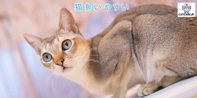 猫 飼い やすい