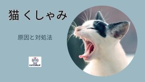 猫 くしゃみの原因と対処法