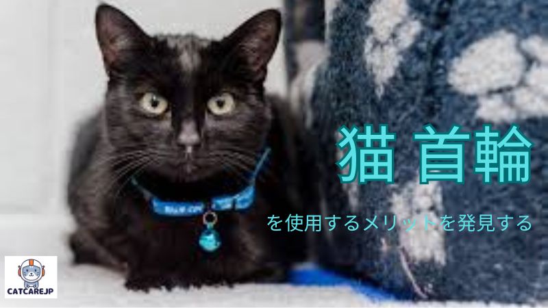 猫 首輪を使用するメリットを発見する