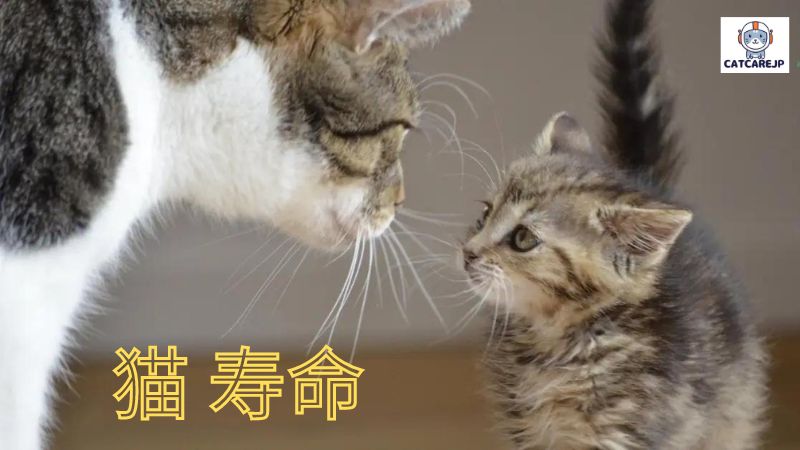 猫 寿命に影響を与えるものは何ですか?