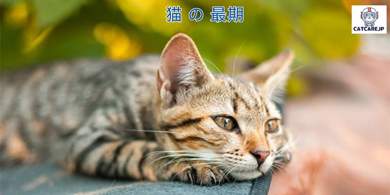 猫 の 最期