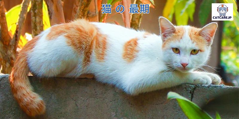 猫 の 最期