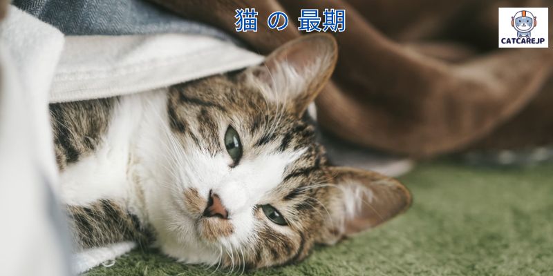 猫 の 最期