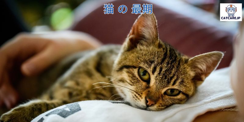 猫 の 最期