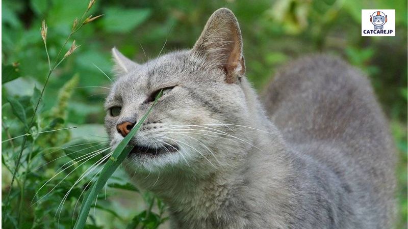 猫も花粉症になるのでしょうか？