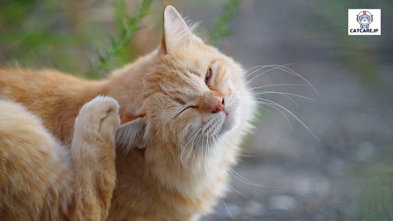 猫 花粉 症の原因は何でしょうか？