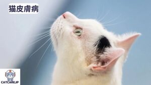 猫 皮膚 病