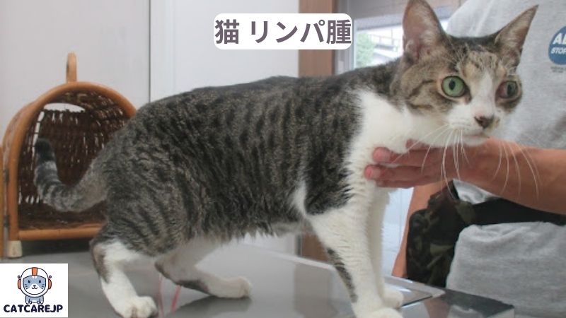 猫 リンパ腫