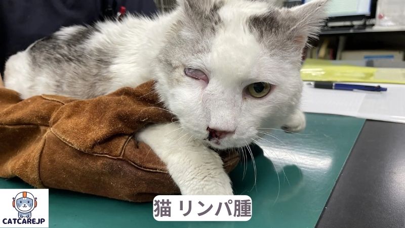 猫 リンパ腫 